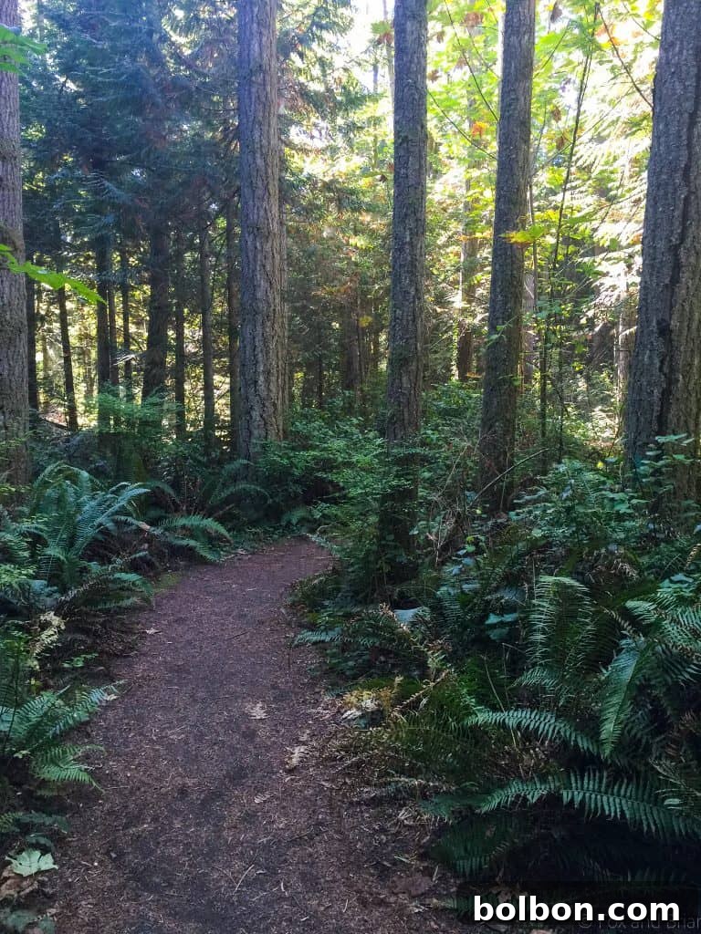 No Experience Needed: Seattle's Top 5 Beginner Hikes 11 Forest path winding through a nature preserve, great for a moderate walk.