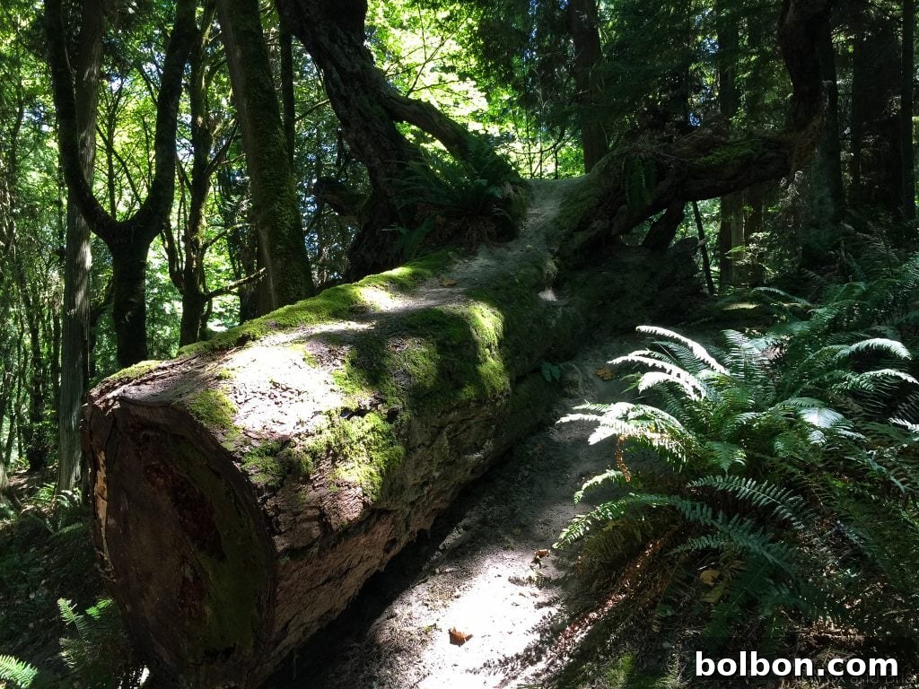 No Experience Needed: Seattle's Top 5 Beginner Hikes 12 Lakeside forest path in Seward Park, offering peaceful city escape.