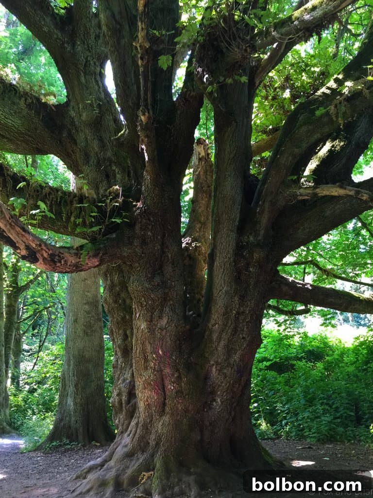 No Experience Needed: Seattle's Top 5 Beginner Hikes 13 Panoramic view of Puget Sound and mountains from Discovery Park trail.