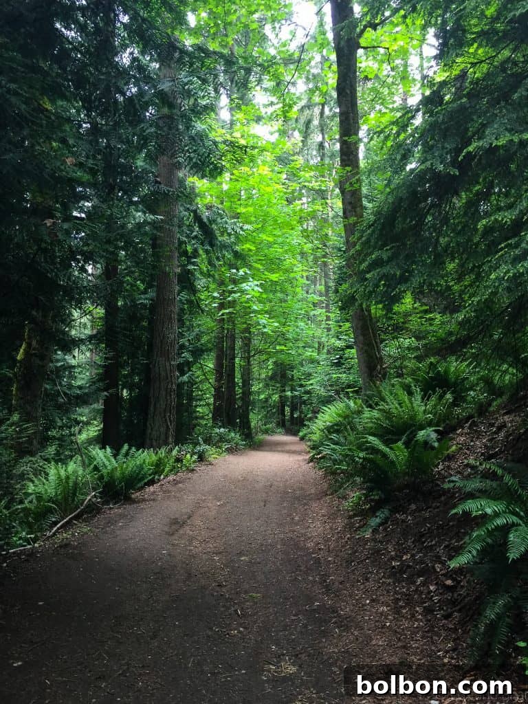 No Experience Needed: Seattle's Top 5 Beginner Hikes 3 Sunlight filtering through trees on a winding forest trail in Washington State.