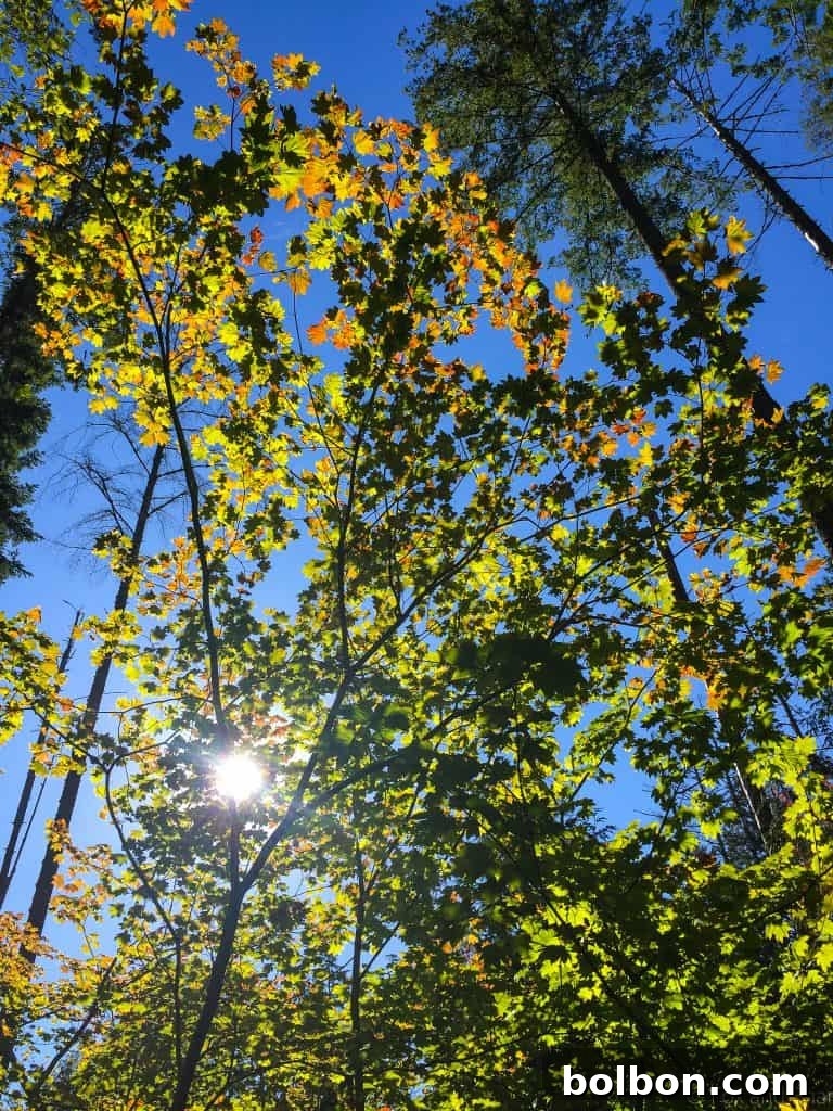No Experience Needed: Seattle's Top 5 Beginner Hikes 4 A serene pathway through an old-growth forest, perfect for easy hikes.