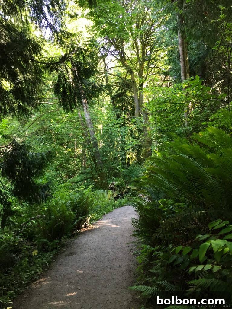 No Experience Needed: Seattle's Top 5 Beginner Hikes 5 A well-maintained trail through a forest canopy, ideal for beginners.
