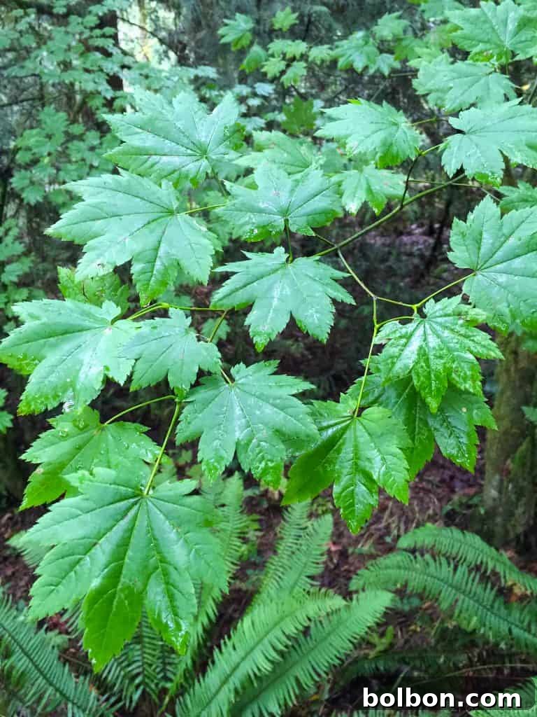 No Experience Needed: Seattle's Top 5 Beginner Hikes 6 A winding path through the woods, suitable for a quick afternoon hike.