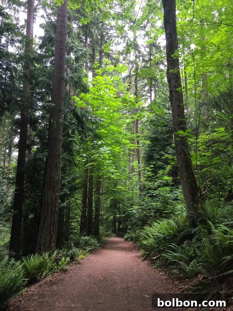 No Experience Needed: Seattle's Top 5 Beginner Hikes 7 Overgrown trail path leading deeper into a shaded forest.
