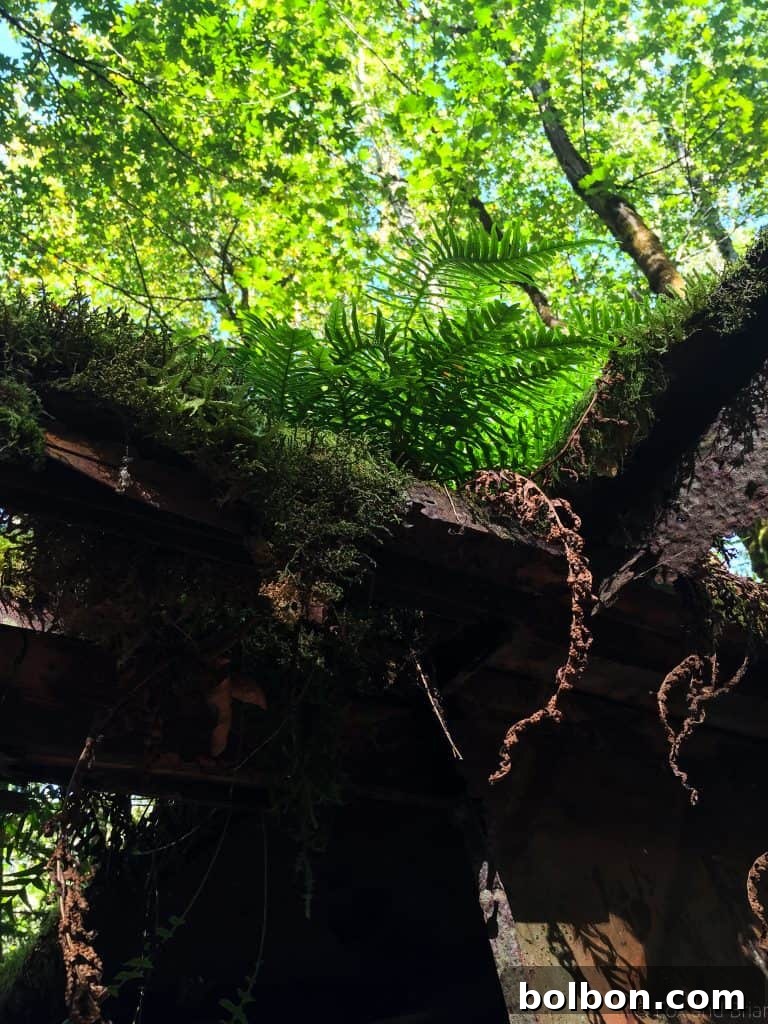 No Experience Needed: Seattle's Top 5 Beginner Hikes 9 A scenic vista from a hiking trail overlooking a body of water.