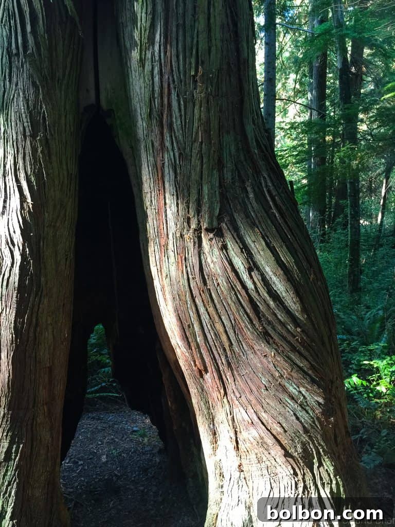 No Experience Needed: Seattle's Top 5 Beginner Hikes 10 A peaceful lake surrounded by forest, accessible via an easy hiking trail.