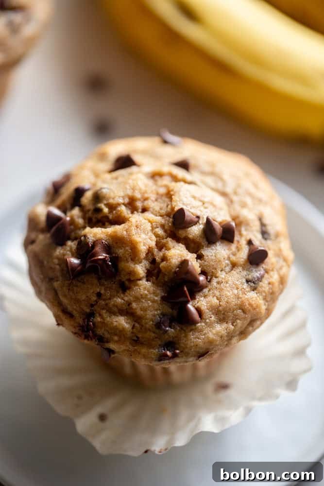 Wholesome Sourdough Banana Muffins 2 Sourdough banana muffin with chocolate chips, showcasing its fluffy texture and golden-brown top