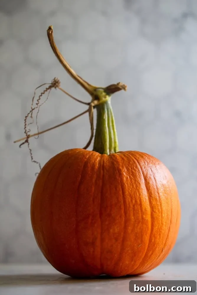 A small, perfectly ripe pie pumpkin, ready for transformation into homemade puree.