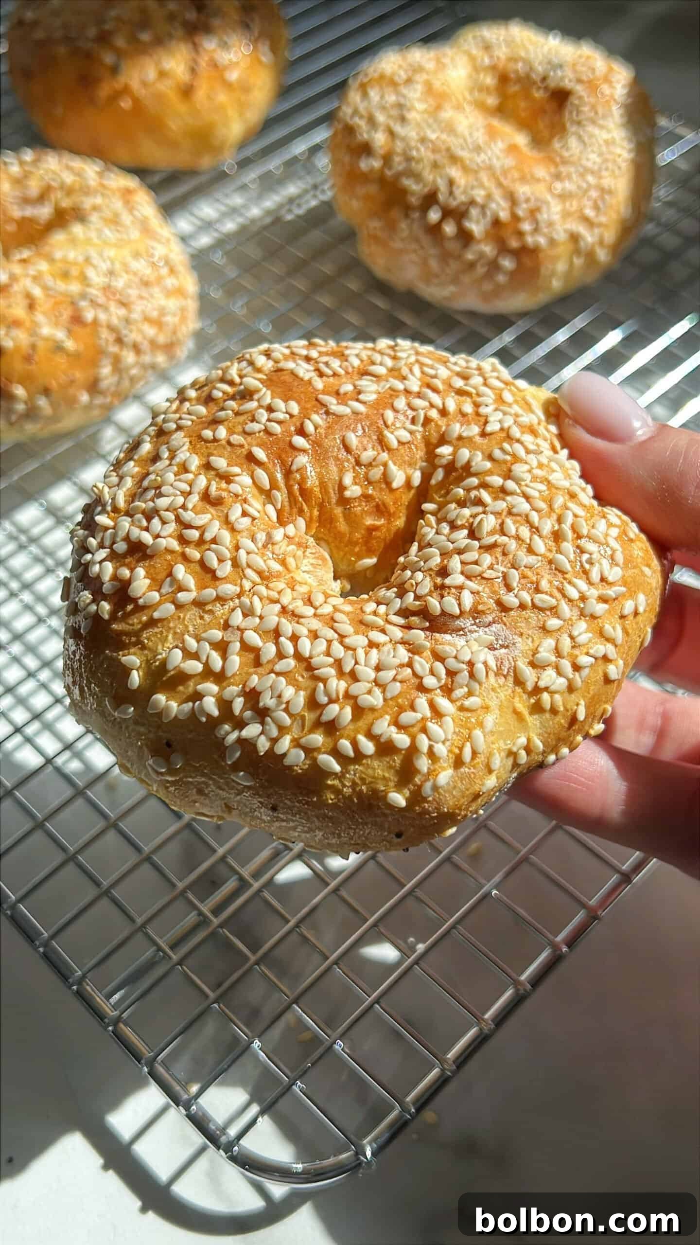The Internet's Favorite Cottage Cheese Bagels 2 A hand holds a freshly baked cottage cheese bagel covered in sesame seeds, with more bagels in the background on a cooling rack. Sunlight highlights the golden-brown crust and the texture of the sesame seeds, emphasizing their fresh, golden-brown appeal.