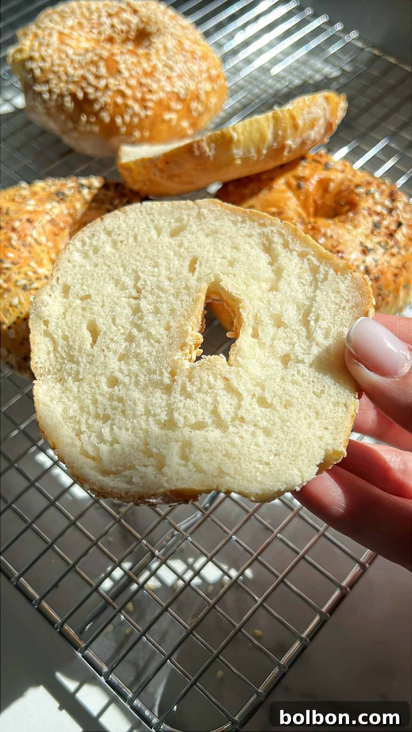 The Internet's Favorite Cottage Cheese Bagels 3 A close-up of a sliced cottage cheese bagel held by a hand. The bagel is on a cooling rack, surrounded by whole bagels with various toppings like sesame seeds and herbs. Sunlight casts shadows, creating a warm ambiance and highlighting the bagel's inviting texture.